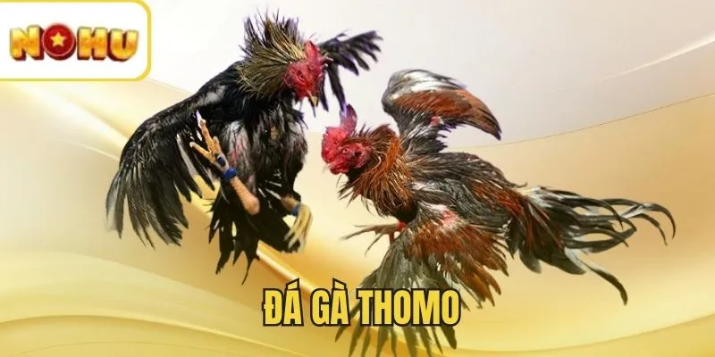 Đấu trường Thomo đỉnh cao